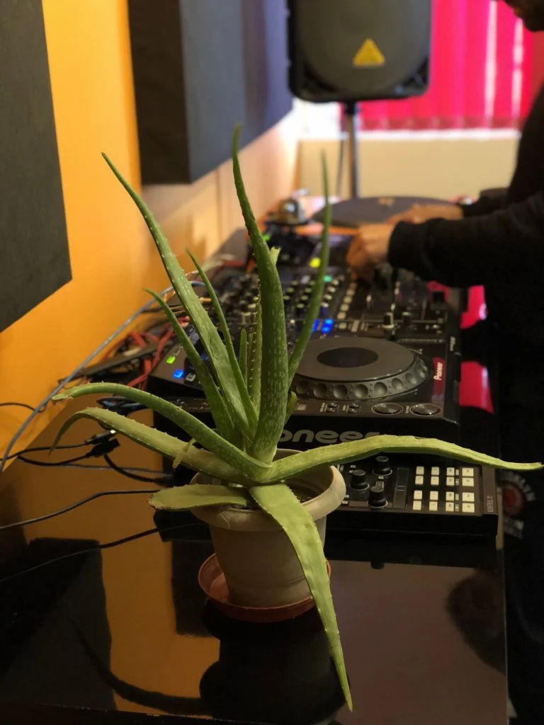 Photo - Synthesis: The importance of plants in a studio. 4 DJ Alovera