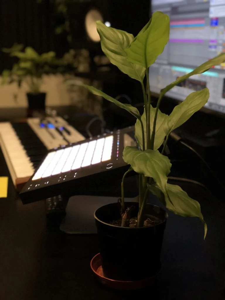 Photo - Synthesis: The importance of plants in a studio. 6 Philodendrons