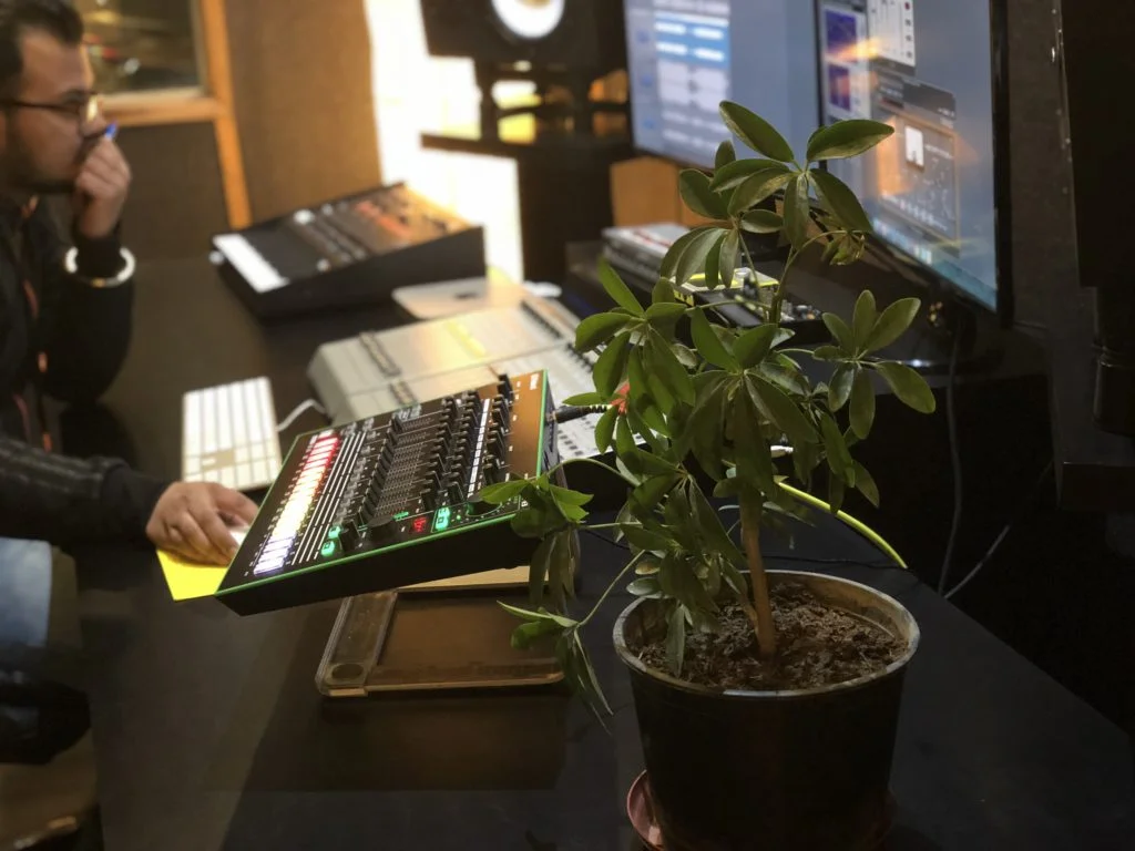 Photo - Synthesis: The importance of plants in a studio. 7 Schefflera Schefflera arboricola or Dwarf umbrella tree
