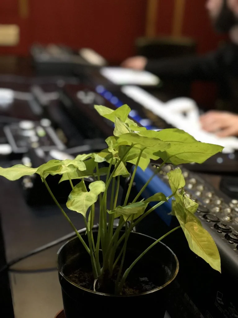 Photo - Synthesis: The importance of plants in a studio. 3 Syngonium Araceae