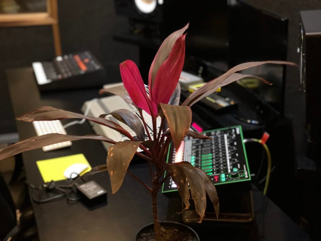 TR Dracena Mahatma Cordyline