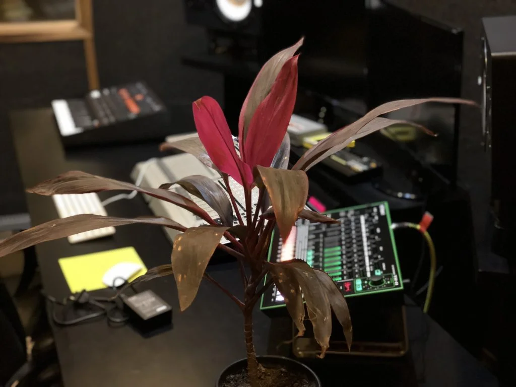 Photo - Synthesis: The importance of plants in a studio. 2 TR Dracena Mahatma Cordyline