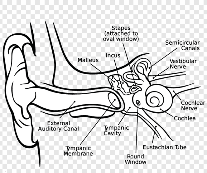 png transparent cochlea middle ear inner ear eardrum human ear angle mammal text edited